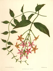 Chinesisches Geißblatt oder Rangun-Kletterpflanze, Combretum indicum